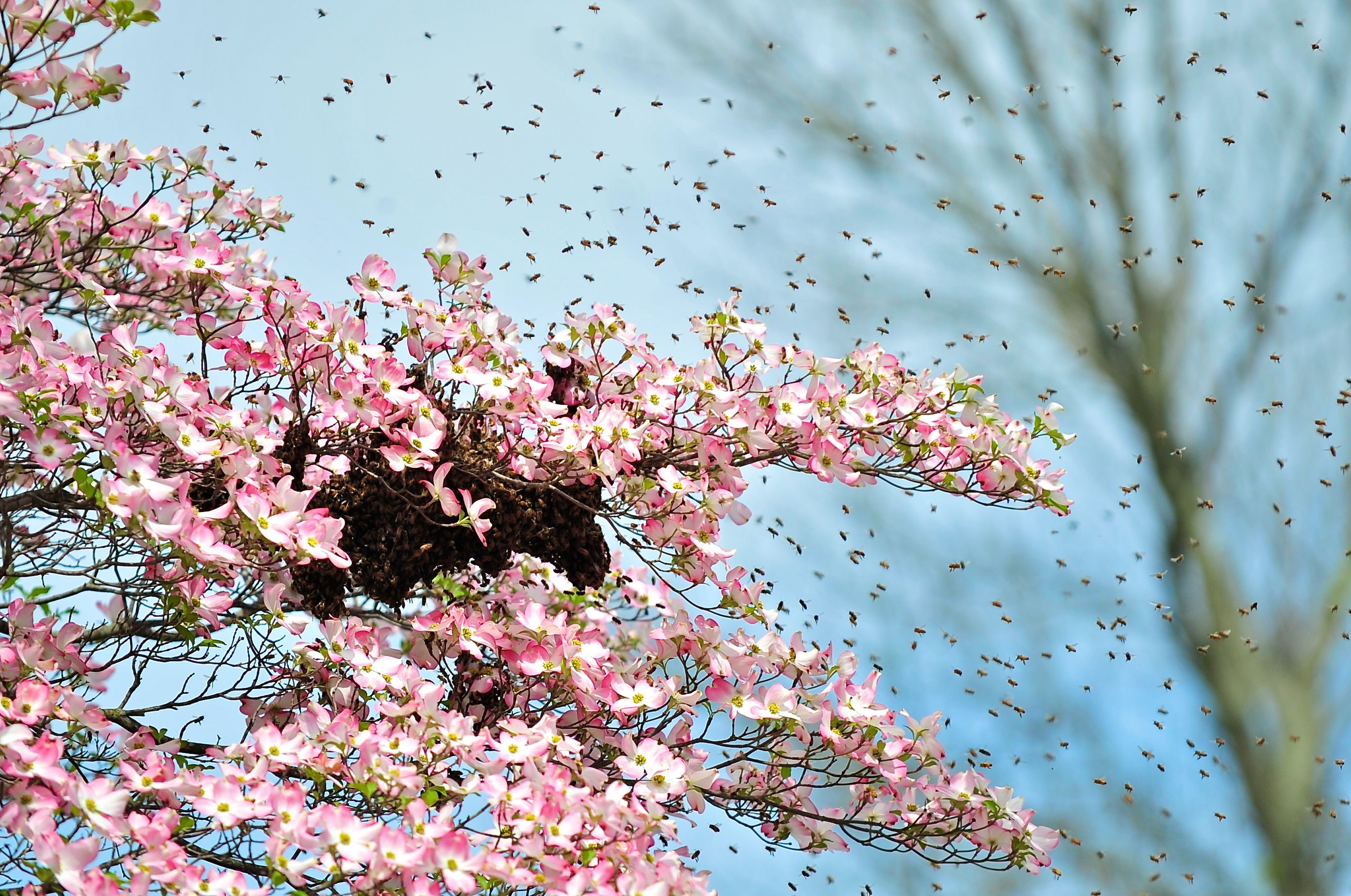 honey bees buzzing around flowers