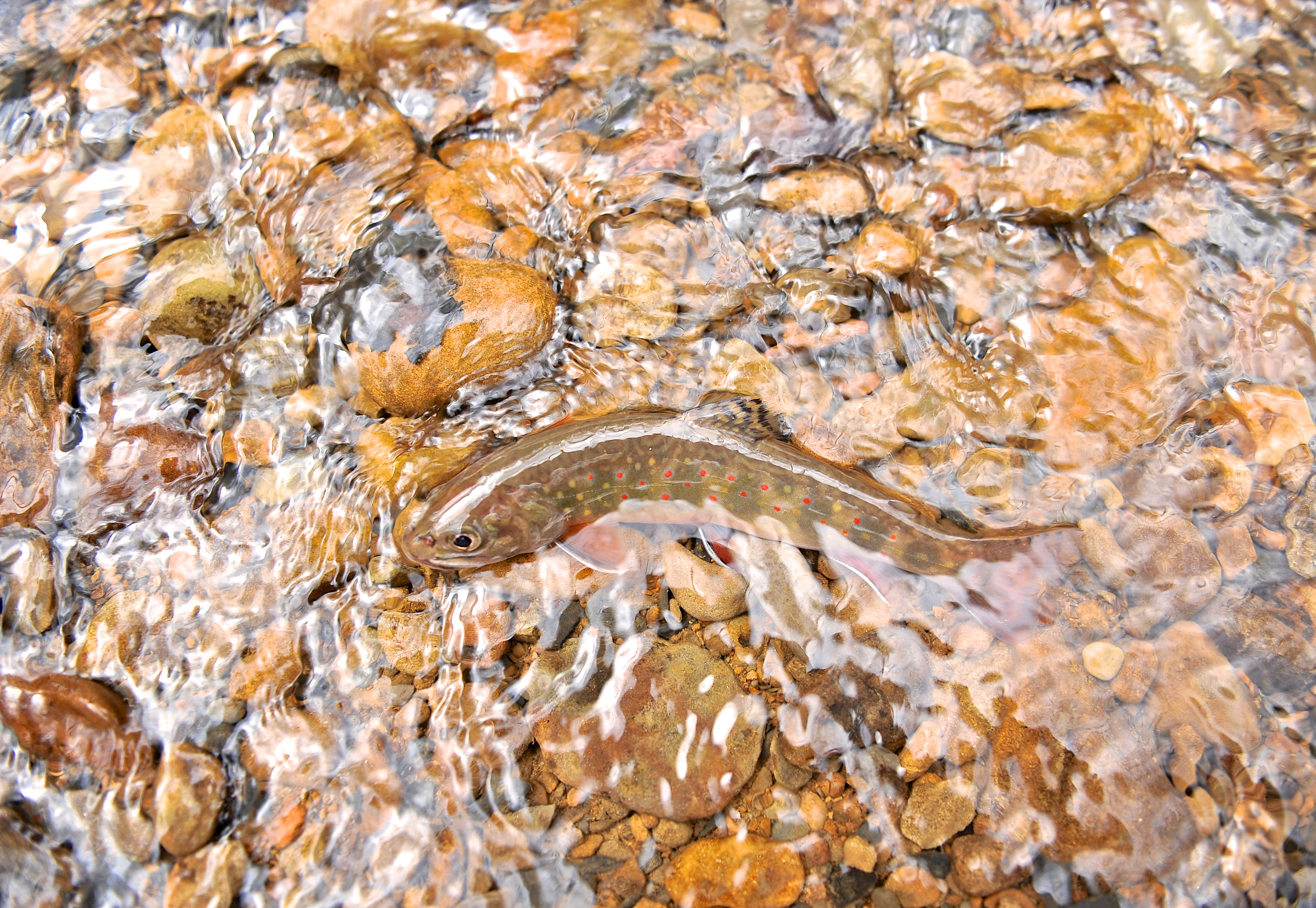 brook trout