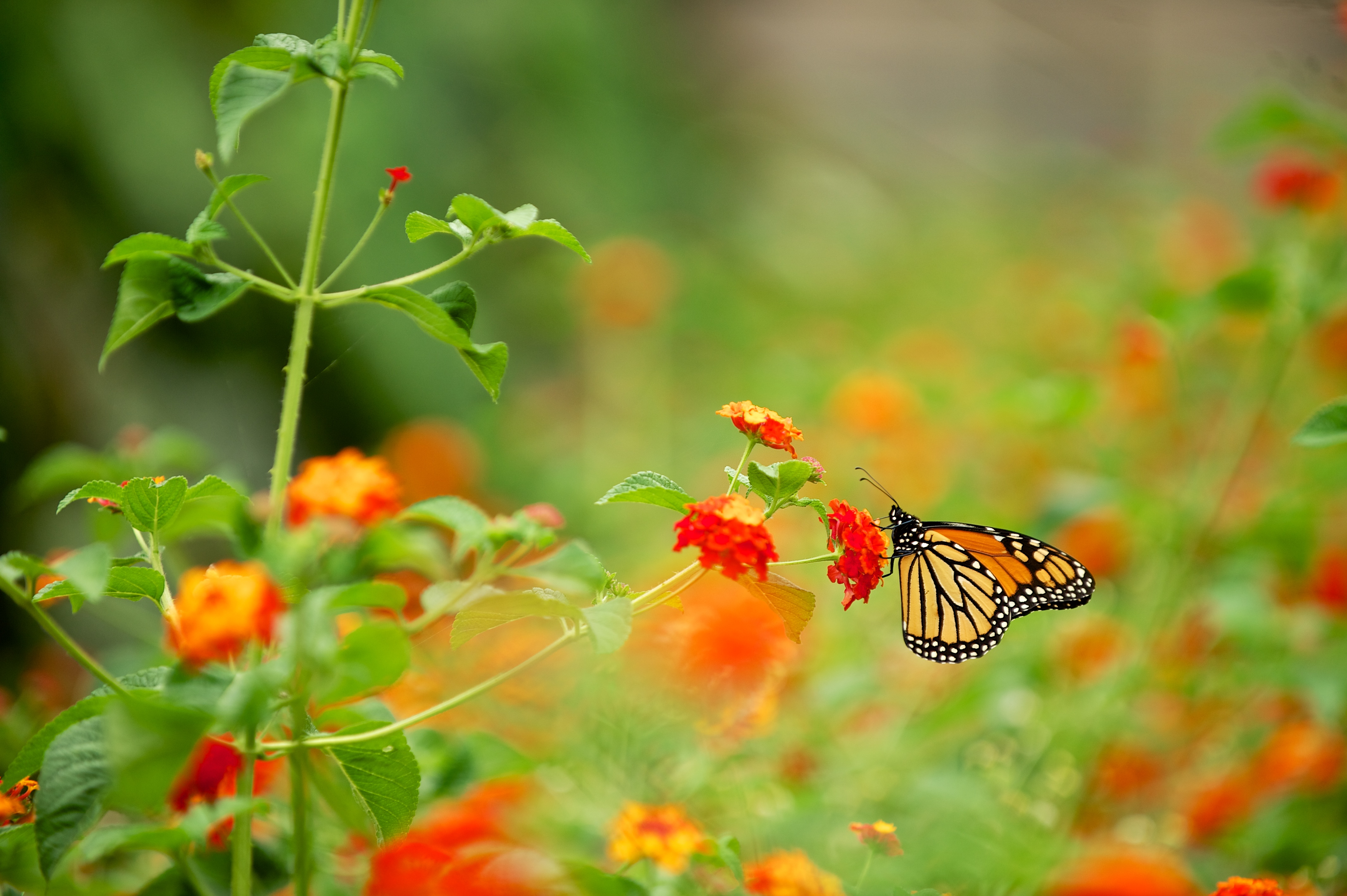 Monarch Butterfly