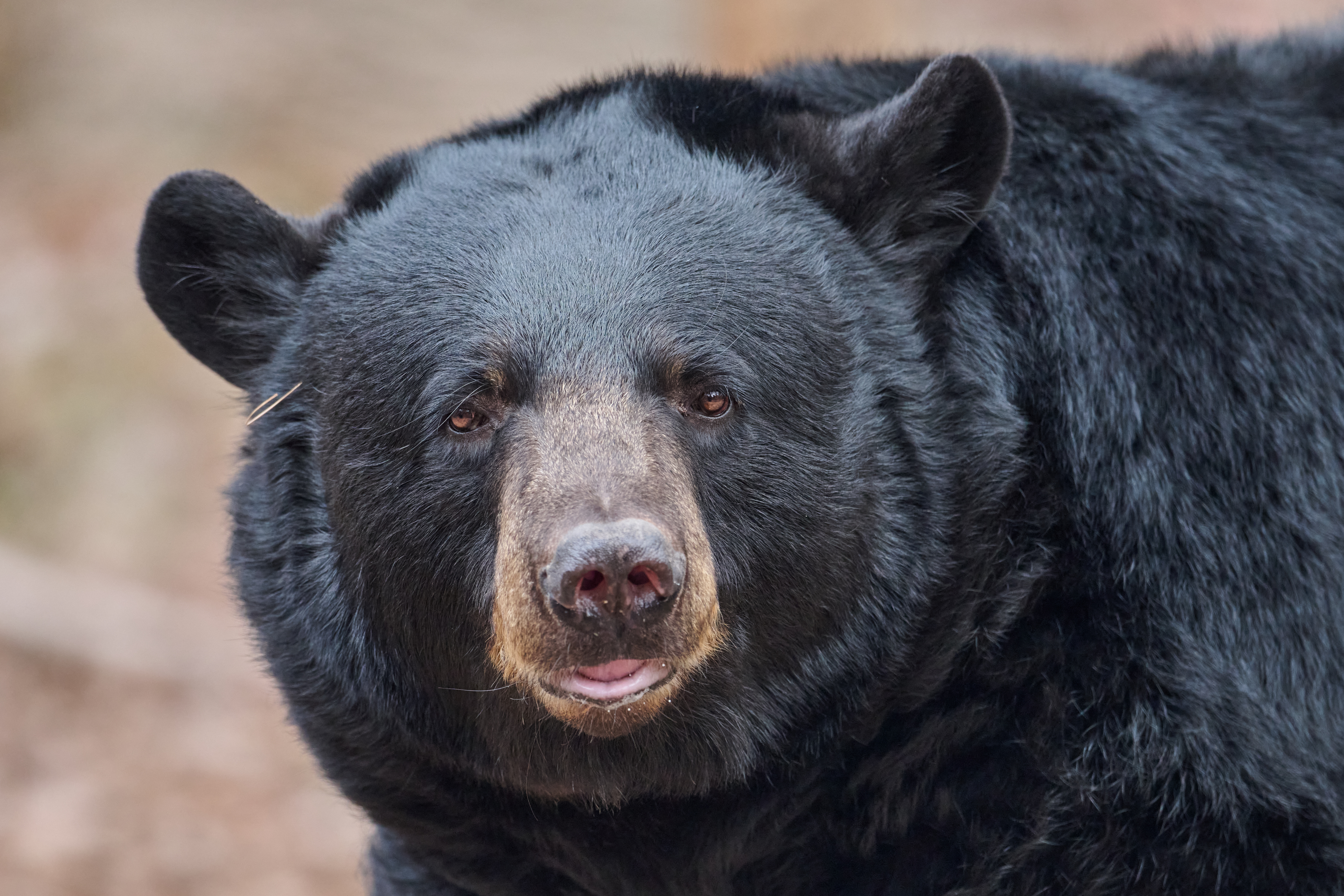 black bear closeup