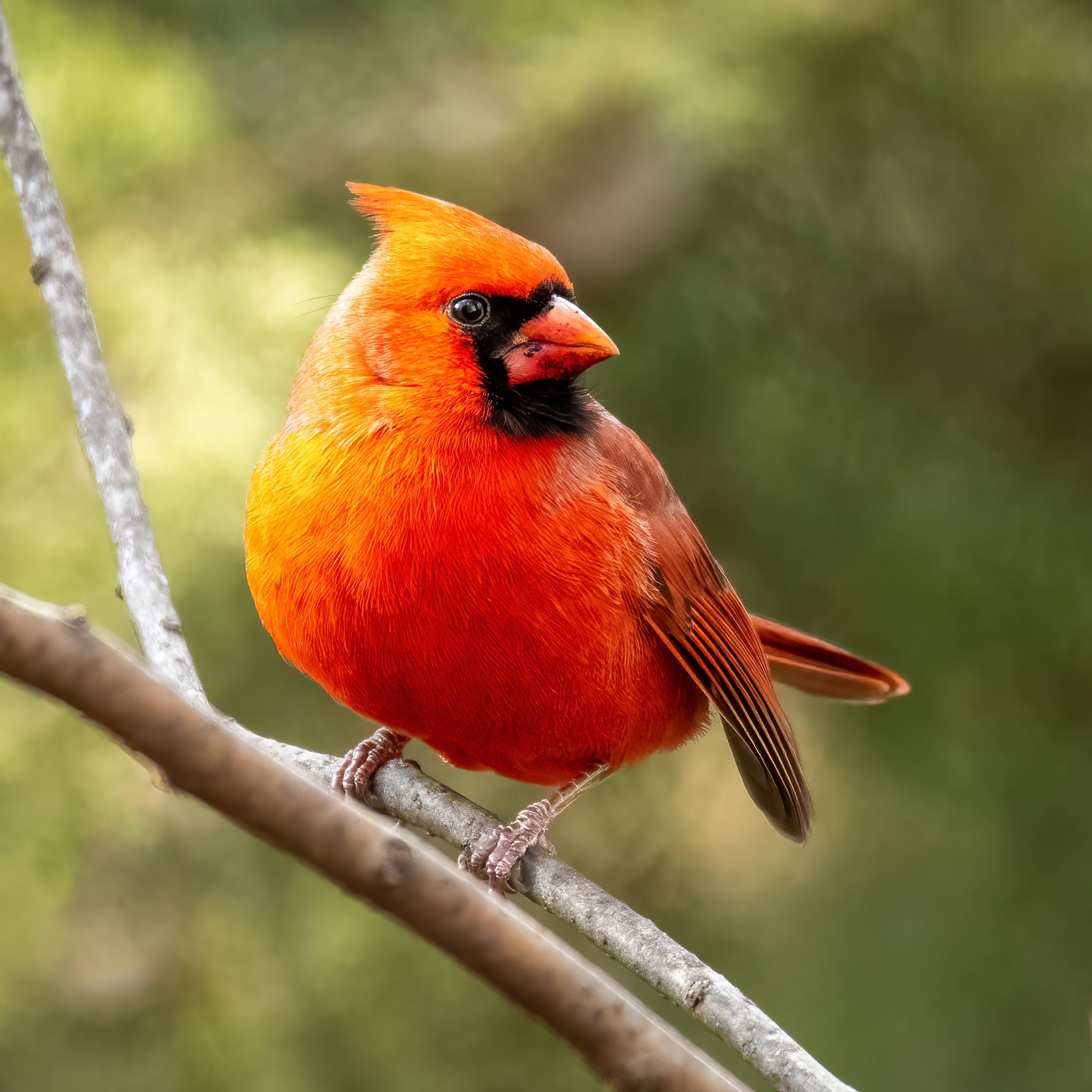 Male Northern Cardinal