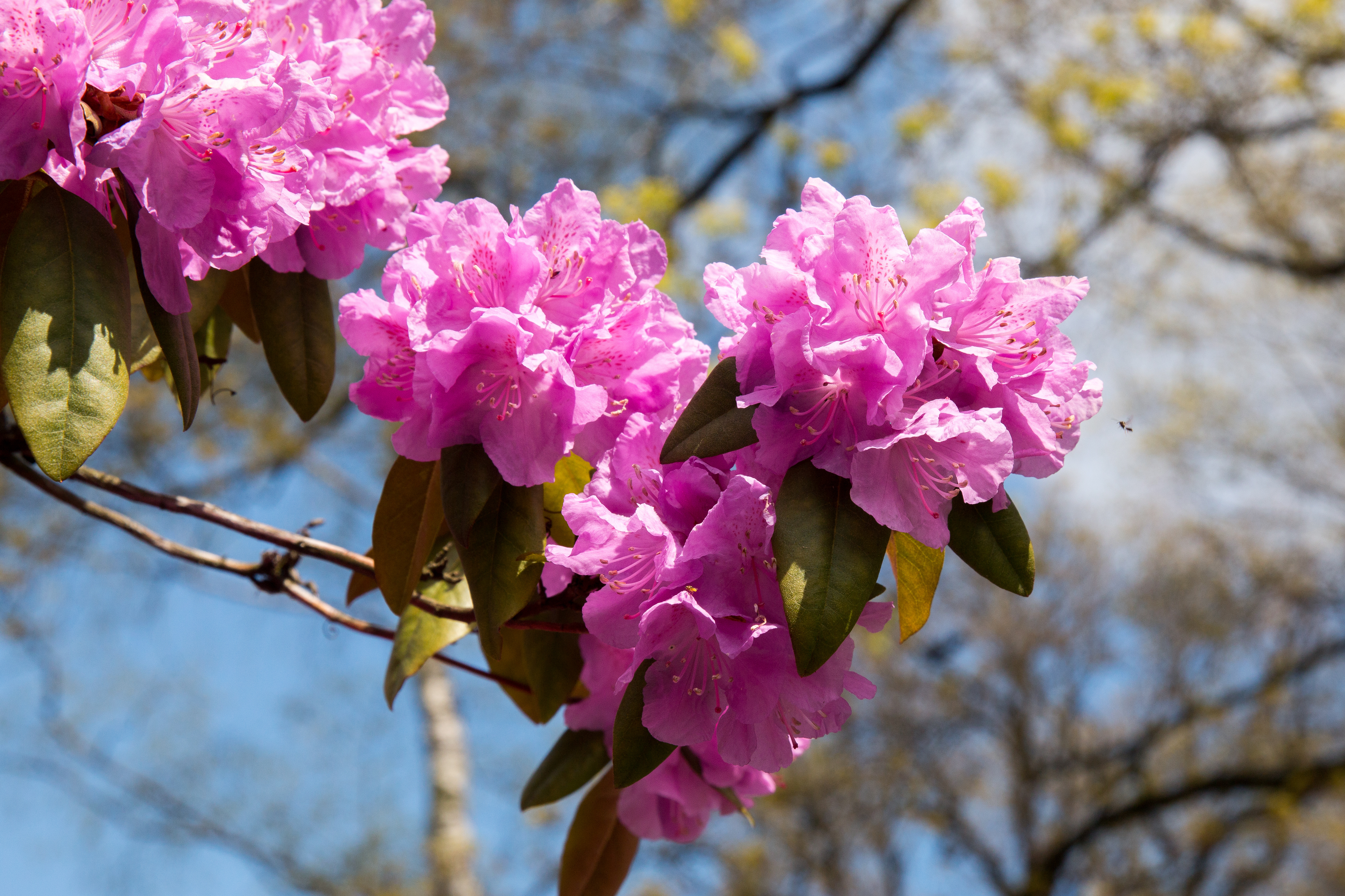 Rhododendron with pink flowers