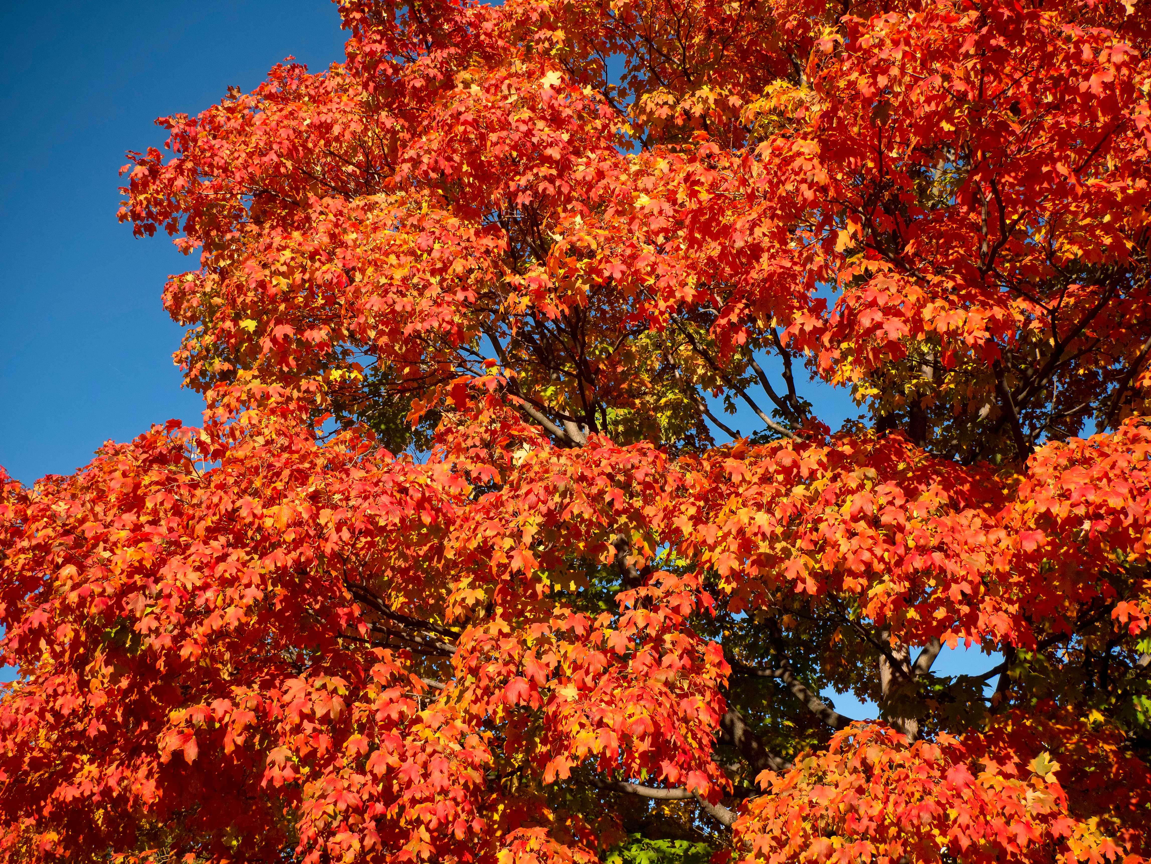 Sugar Maple leaves in Fall