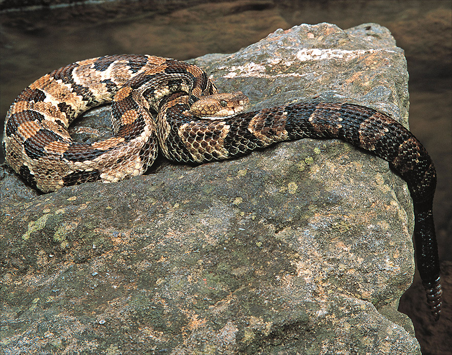 Timber rattlesnake