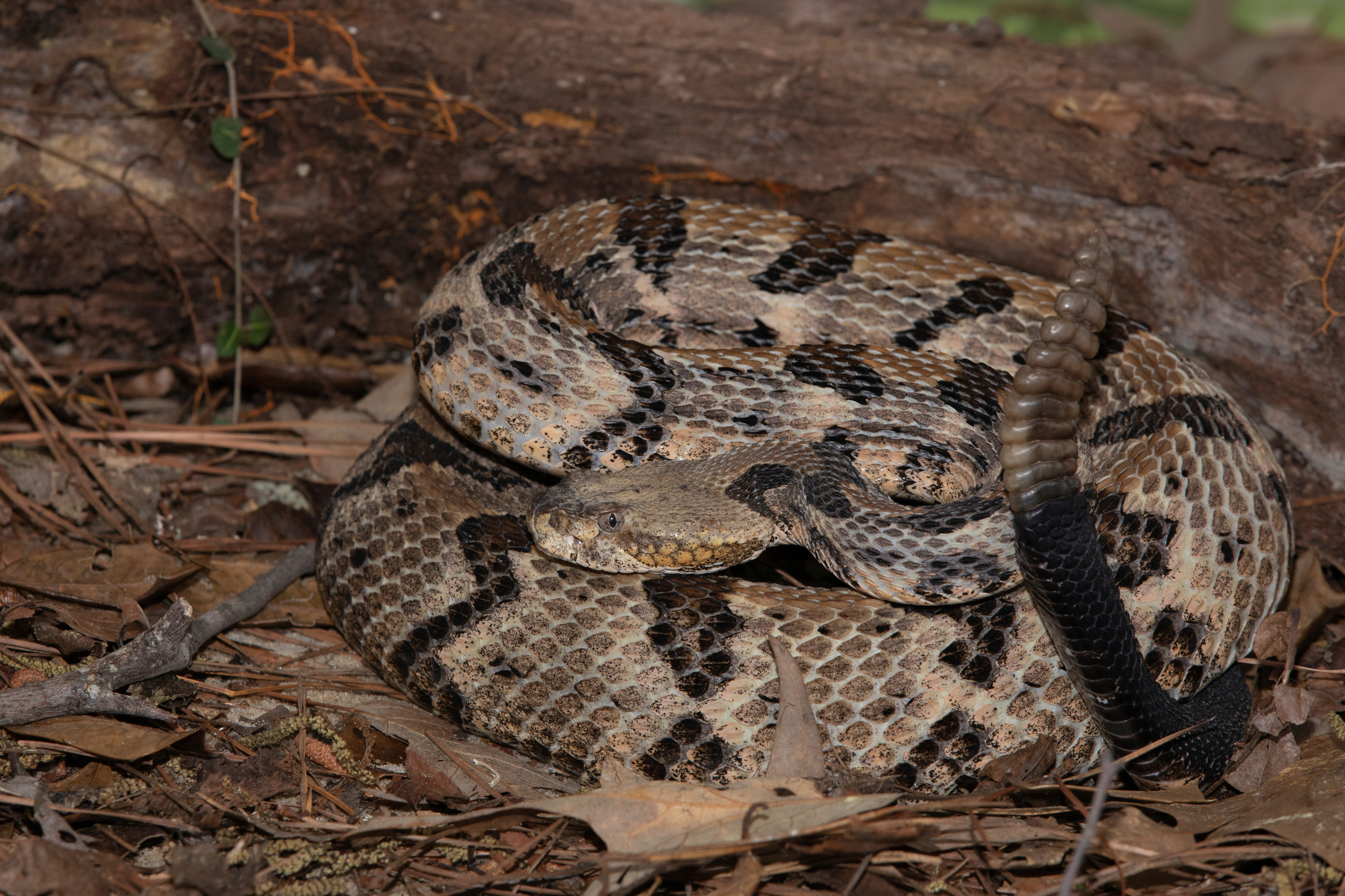 Timber Rattlesnake