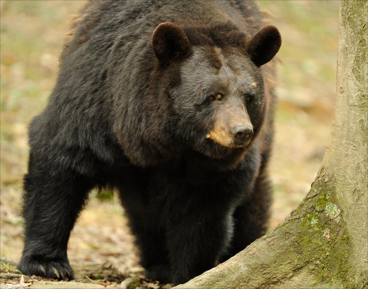 Black Bear
