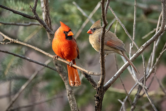 Pair of Northern Cardinals