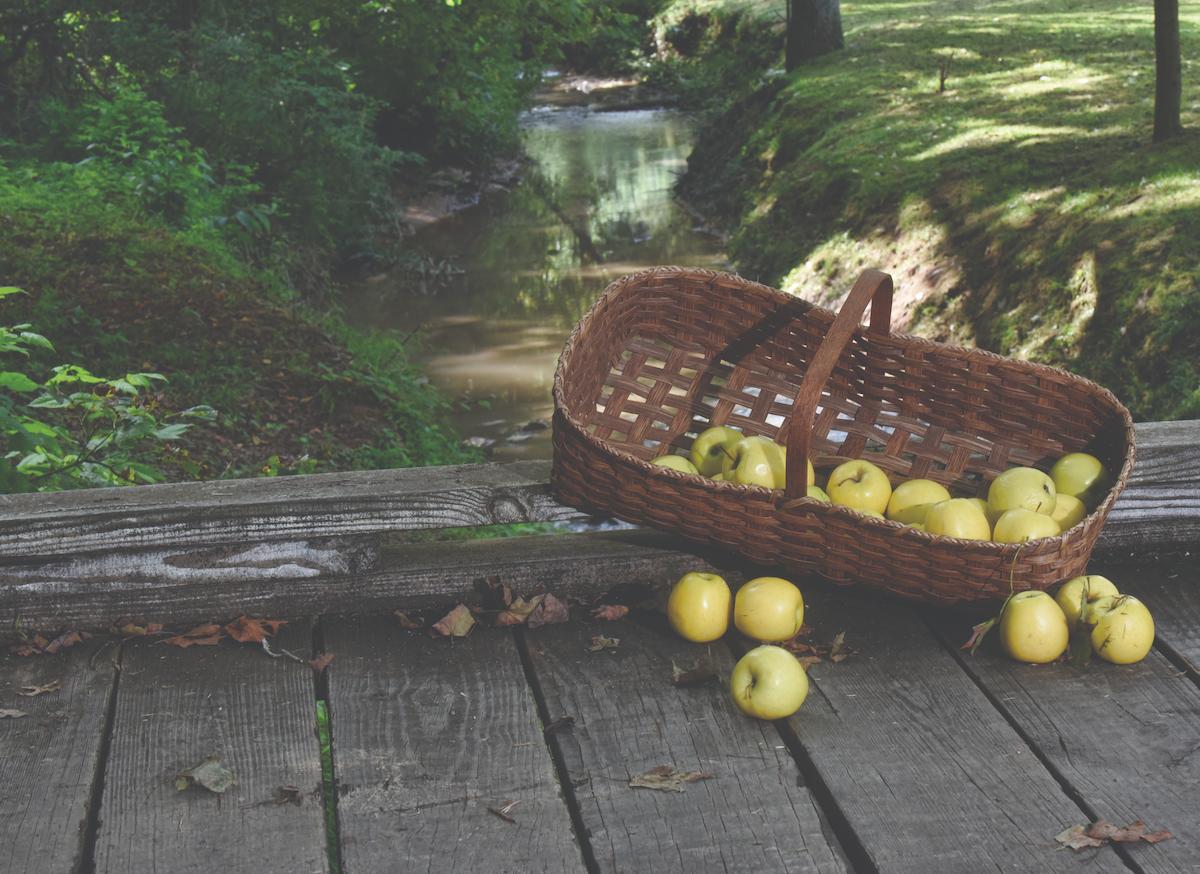 Basket of Golden Delicious Apples