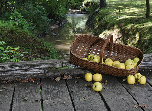 Basket of Golden Delicious apples in Clay County