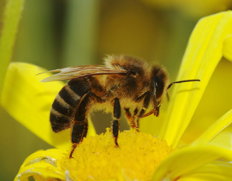 honey bee on a yellow flower