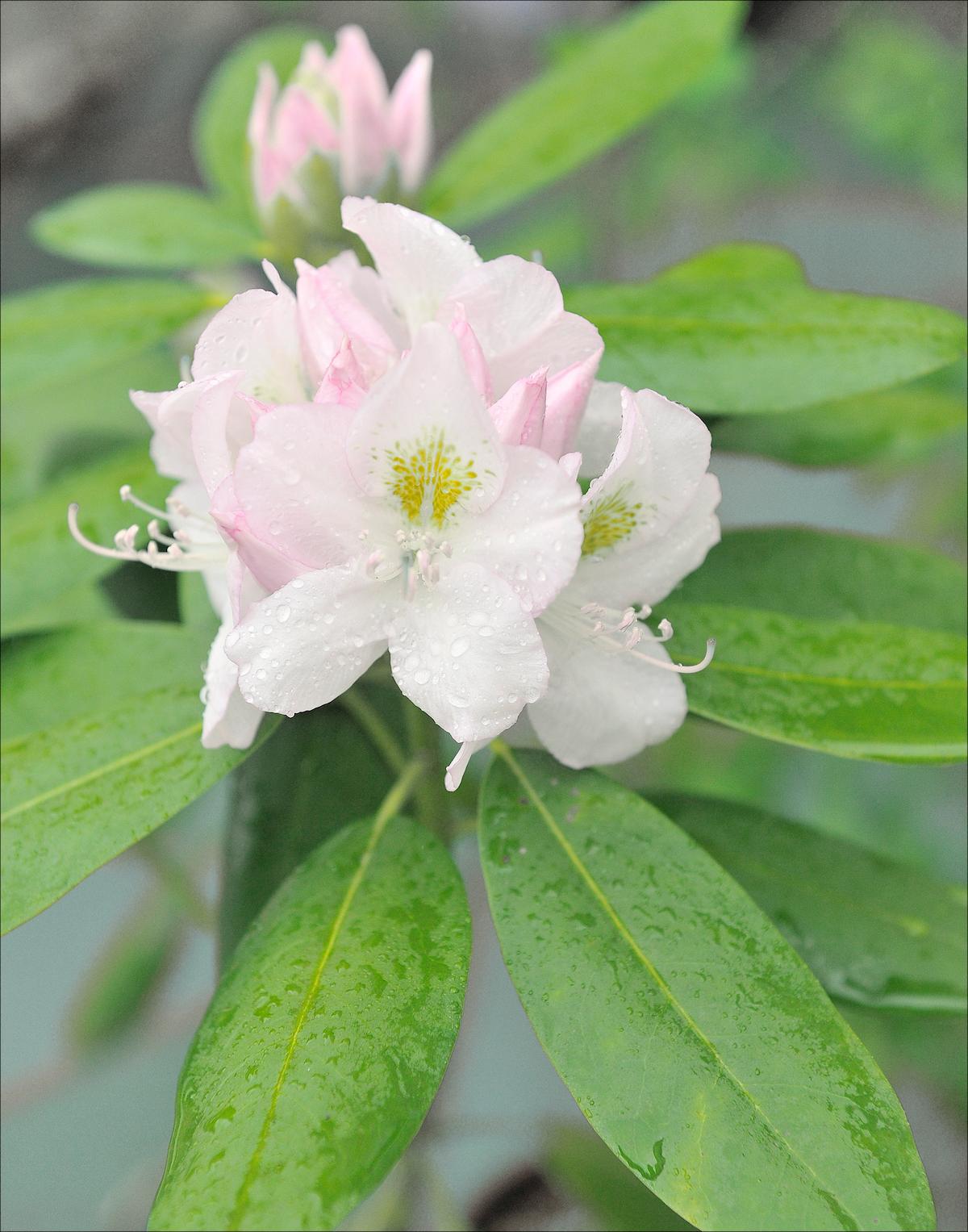 Rhododendron maximum