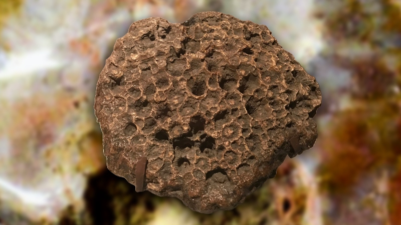 Lithostrotitionella