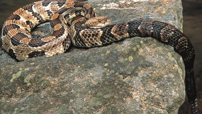 a timber rattlesnake resting on a rock